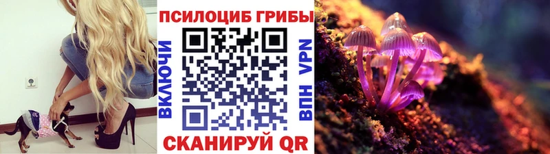 купить   Курчатов  Галлюциногенные грибы Psilocybine cubensis 